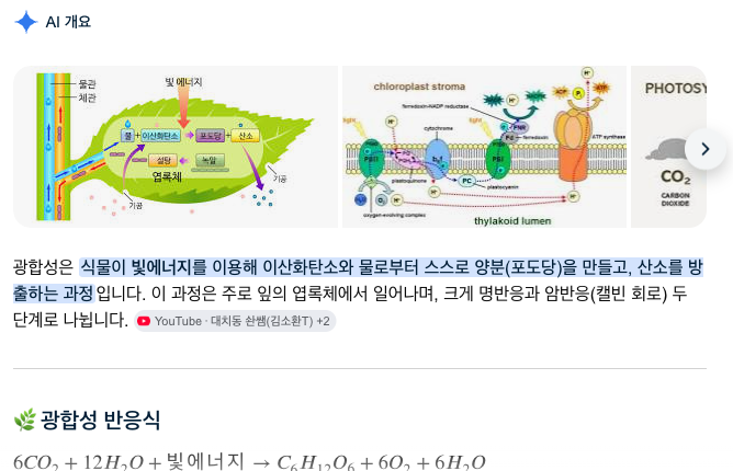 구글 AI 개요 — '광합성 과정'